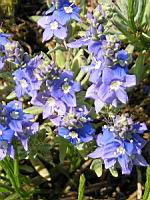 Veronique, Veronica polifolia (fam. Scrophulariacees) (Asie mineure) (2) (Photo F. Mrugala)